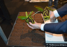 … er was ook een nieuw product, namelijk bark vrij substraat voor orchideeën.